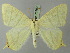  (Ourapteryx postebuleata - BC ZSM Lep 73799)  @11 [ ] CreativeCommons - Attribution Non-Commercial Share-Alike (2015) Axel Hausmann/Bavarian State Collection of Zoology (ZSM) SNSB, Zoologische Staatssammlung Muenchen
