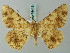  (Racotis inconclusa - BC ZSM Lep 74418)  @15 [ ] CreativeCommons - Attribution Non-Commercial Share-Alike (2015) Axel Hausmann/Bavarian State Collection of Zoology (ZSM) SNSB, Zoologische Staatssammlung Muenchen
