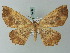  (Xerodes ypsaria - BC ZSM Lep 74458)  @15 [ ] CreativeCommons - Attribution Non-Commercial Share-Alike (2015) Axel Hausmann/Bavarian State Collection of Zoology (ZSM) SNSB, Zoologische Staatssammlung Muenchen