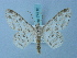 (Ascotis promptaria - BC ZSM Lep 74710)  @14 [ ] CreativeCommons - Attribution Non-Commercial Share-Alike (2015) Axel Hausmann/Bavarian State Collection of Zoology (ZSM) SNSB, Zoologische Staatssammlung Muenchen
