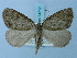 (Arctoscelia - BC ZSM Lep 74712)  @14 [ ] CreativeCommons - Attribution Non-Commercial Share-Alike (2015) Axel Hausmann/Bavarian State Collection of Zoology (ZSM) SNSB, Zoologische Staatssammlung Muenchen