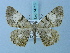  (Prorhinia pallidaria - BC ZSM Lep 74713)  @11 [ ] CreativeCommons - Attribution Non-Commercial Share-Alike (2015) Axel Hausmann/Bavarian State Collection of Zoology (ZSM) SNSB, Zoologische Staatssammlung Muenchen