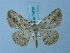  (Hirasa scripturaria - BC ZSM Lep 74733)  @12 [ ] CreativeCommons - Attribution Non-Commercial Share-Alike (2015) Axel Hausmann/Bavarian State Collection of Zoology (ZSM) SNSB, Zoologische Staatssammlung Muenchen