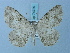  (Gnophos tephrosiaria - BC ZSM Lep 74739)  @11 [ ] CreativeCommons - Attribution Non-Commercial Share-Alike (2015) Axel Hausmann/Bavarian State Collection of Zoology (ZSM) SNSB, Zoologische Staatssammlung Muenchen