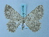 (Gnophos moleti - BC ZSM Lep 74740)  @13 [ ] CreativeCommons - Attribution Non-Commercial Share-Alike (2015) Axel Hausmann/Bavarian State Collection of Zoology (ZSM) SNSB, Zoologische Staatssammlung Muenchen