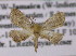  (Idaea AH02Ja - BC ZSM Lep 05531)  @11 [ ] CreativeCommons - Attribution Non-Commercial Share-Alike (2010) Unspecified SNSB, Zoologische Staatssammlung Muenchen