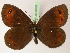  (Erebia pronoe - BC ZSM Lep 22032)  @15 [ ] CreativeCommons - Attribution Non-Commercial Share-Alike (2010) Unspecified SNSB, Zoologische Staatssammlung Muenchen