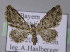  (Eupithecia inturbata - BC ZSM Lep 22764)  @14 [ ] Copyright (2010) Unspecified SNSB, Zoologische Staatssammlung Muenchen