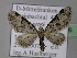  (Eupithecia insigniata - BC ZSM Lep 22776)  @14 [ ] Copyright (2010) Unspecified SNSB, Zoologische Staatssammlung Muenchen