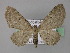  (Eupithecia veratraria - BC ZSM Lep 22790)  @14 [ ] Copyright (2010) Unspecified SNSB, Zoologische Staatssammlung Muenchen