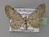  (Eupithecia expallidata - BC ZSM Lep 22797)  @14 [ ] Copyright (2010) Unspecified SNSB, Zoologische Staatssammlung Muenchen