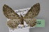  (Eupithecia denotata - BC ZSM Lep 22802)  @14 [ ] Copyright (2010) Unspecified SNSB, Zoologische Staatssammlung Muenchen