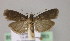  (Salebriopsis albicilla - BC ZSM Lep 22863)  @14 [ ] Copyright (2010) Unspecified SNSB, Zoologische Staatssammlung Muenchen