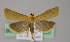  (Eurhodope cirrigerella - BC ZSM Lep 22890)  @14 [ ] Copyright (2010) Unspecified SNSB, Zoologische Staatssammlung Muenchen