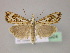  (Catoptria falsella - BC ZSM Lep 22924)  @15 [ ] Copyright (2010) Unspecified SNSB, Zoologische Staatssammlung Muenchen