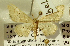 (Idaea erlacheri - BC ZSM Lep 23617)  @13 [ ] CreativeCommons - Attribution Non-Commercial Share-Alike (2010) Unspecified SNSB, Zoologische Staatssammlung Muenchen