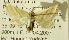  (Idaea merklaria - BC ZSM Lep 23619)  @12 [ ] CreativeCommons - Attribution Non-Commercial Share-Alike (2010) Unspecified SNSB, Zoologische Staatssammlung Muenchen