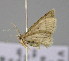  (Idaea AH02Ve - BC ZSM Lep 23655)  @14 [ ] CreativeCommons - Attribution Non-Commercial Share-Alike (2010) Unspecified SNSB, Zoologische Staatssammlung Muenchen