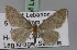  (Idaea maronitaria - BC ZSM Lep 23803)  @11 [ ] CreativeCommons - Attribution Non-Commercial Share-Alike (2010) Unspecified SNSB, Zoologische Staatssammlung Muenchen