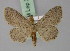  (Idaea striolata - BC ZSM Lep 23817)  @15 [ ] CreativeCommons - Attribution Non-Commercial Share-Alike (2010) Unspecified SNSB, Zoologische Staatssammlung Muenchen
