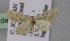  (Idaea lobaria - BC ZSM Lep 23824)  @13 [ ] CreativeCommons - Attribution Non-Commercial Share-Alike (2010) Unspecified SNSB, Zoologische Staatssammlung Muenchen