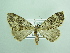  ( - BC ZSM Lep 90595)  @11 [ ] CreativeCommons - Attribution Non-Commercial Share-Alike (2016) Axel Hausmann/Bavarian State Collection of Zoology (ZSM) SNSB, Zoologische Staatssammlung Muenchen