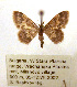  (Idaea spissilimbata - BC ZSM Lep 90631)  @14 [ ] CreativeCommons - Attribution Non-Commercial Share-Alike (2016) Axel Hausmann/Bavarian State Collection of Zoology (ZSM) SNSB, Zoologische Staatssammlung Muenchen
