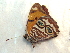  (Lucinia sida albomaculata - BC ZSM Lep 91519)  @12 [ ] CreativeCommons - Attribution Non-Commercial Share-Alike (2016) SNSB, Staatliche Naturwissenschaftliche Sammlungen Bayerns ZSM (SNSB, Zoologische Staatssammlung Muenchen)