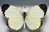  (Eurema amelia - BC ZSM Lep 91553)  @15 [ ] CreativeCommons - Attribution Non-Commercial Share-Alike (2016) SNSB, Staatliche Naturwissenschaftliche Sammlungen Bayerns ZSM (SNSB, Zoologische Staatssammlung Muenchen)