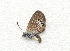  ( - BC ZSM Lep 91569)  @13 [ ] CreativeCommons - Attribution Non-Commercial Share-Alike (2016) SNSB, Staatliche Naturwissenschaftliche Sammlungen Bayerns ZSM (SNSB, Zoologische Staatssammlung Muenchen)