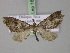  (Eupithecia AH01Et - BC ZSM Lep 18122)  @15 [ ] CreativeCommons - Attribution Non-Commercial Share-Alike (2010) Unspecified SNSB, Zoologische Staatssammlung Muenchen