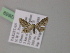  (Idaea sordaria - BC ZSM Lep 22659)  @11 [ ] CreativeCommons - Attribution Non-Commercial Share-Alike (2010) Unspecified SNSB, Zoologische Staatssammlung Muenchen