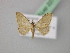  (Idaea AH02Pk - BC ZSM Lep 22711)  @11 [ ] CreativeCommons - Attribution Non-Commercial Share-Alike (2010) Unspecified SNSB, Zoologische Staatssammlung Muenchen