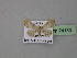  (Idaea intermedia - BC ZSM Lep 24133)  @13 [ ] Copyright (2010) Unspecified SNSB, Zoologische Staatssammlung Muenchen
