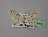  (Idaea metohiensis - BC ZSM Lep 24135)  @14 [ ] Copyright (2010) Unspecified SNSB, Zoologische Staatssammlung Muenchen