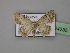  (Idaea incisaria - BC ZSM Lep 24235)  @14 [ ] CreativeCommons - Attribution Non-Commercial Share-Alike (2010) Unspecified SNSB, Zoologische Staatssammlung Muenchen
