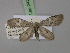  (Eueupithecia - BC ZSM Lep 24264)  @13 [ ] CreativeCommons - Attribution Non-Commercial Share-Alike (2010) Unspecified SNSB, Zoologische Staatssammlung Muenchen