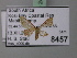  (Idaea auriflua - BC ZSM Lep 24385)  @12 [ ] CreativeCommons - Attribution Non-Commercial Share-Alike (2010) Unspecified SNSB, Zoologische Staatssammlung Muenchen
