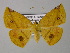  (Cratoptera vestianariaAH01VePe - BC ZSM Lep 24412)  @14 [ ] CreativeCommons - Attribution Non-Commercial Share-Alike (2010) Unspecified SNSB, Zoologische Staatssammlung Muenchen