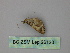  (Eupithecia AH05Et - BC ZSM Lep 26120)  @12 [ ] CreativeCommons - Attribution Non-Commercial Share-Alike (2010) Unspecified SNSB, Zoologische Staatssammlung Muenchen