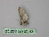  (Eupithecia AH17Et - BC ZSM Lep 26140)  @12 [ ] CreativeCommons - Attribution Non-Commercial Share-Alike (2010) Unspecified SNSB, Zoologische Staatssammlung Muenchen
