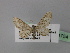  (Eupithecia AH04Tr - BC ZSM Lep 24754)  @14 [ ] CreativeCommons - Attribution Non-Commercial Share-Alike (2010) Unspecified SNSB, Zoologische Staatssammlung Muenchen