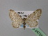  (Eupithecia AH05Tr - BC ZSM Lep 24755)  @11 [ ] CreativeCommons - Attribution Non-Commercial Share-Alike (2010) Unspecified SNSB, Zoologische Staatssammlung Muenchen