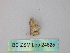  (Idaea AH06Pe - BC ZSM Lep 24825)  @12 [ ] CreativeCommons - Attribution Non-Commercial Share-Alike (2010) Unspecified SNSB, Zoologische Staatssammlung Muenchen
