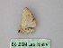  (Idaea AH20Pe - BC ZSM Lep 25925)  @12 [ ] CreativeCommons - Attribution Non-Commercial Share-Alike (2010) Unspecified SNSB, Zoologische Staatssammlung Muenchen