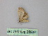  (Idaea AH01Pe - BC ZSM Lep 25928)  @13 [ ] CreativeCommons - Attribution Non-Commercial Share-Alike (2010) Unspecified SNSB, Zoologische Staatssammlung Muenchen