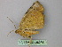  (Simopteryx AH01Pe - BC ZSM Lep 26078)  @13 [ ] CreativeCommons - Attribution Non-Commercial Share-Alike (2010) Unspecified SNSB, Zoologische Staatssammlung Muenchen