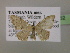 (Idaea halmaeaAH01Au - BC ZSM Lep 06252)  @11 [ ] CreativeCommons - Attribution Non-Commercial Share-Alike (2010) Unspecified SNSB, Zoologische Staatssammlung Muenchen