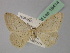  (Idaea litigiosaria - BC ZSM Lep 19414)  @14 [ ] CreativeCommons - Attribution Non-Commercial Share-Alike (2010) Unspecified SNSB, Zoologische Staatssammlung Muenchen