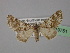  (Atomorpha hedemanni - BC ZSM Lep 19751)  @14 [ ] CreativeCommons - Attribution Non-Commercial Share-Alike (2010) Unspecified SNSB, Zoologische Staatssammlung Muenchen